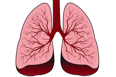 рисунок - легкие человека рисунок - легкие человека